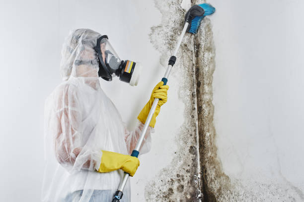 Professional Mold Removal in Leadwood, MO