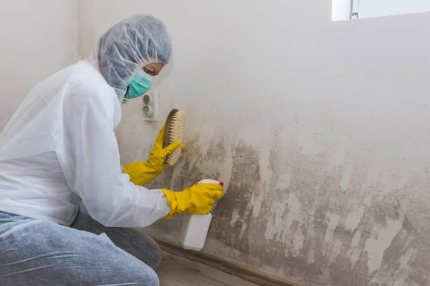 Mold Removal and Inspection in Leadwood, MO