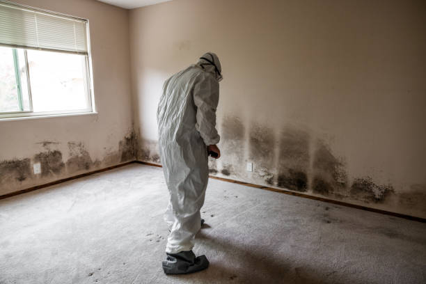 Home Mold Removal in Leadwood, MO